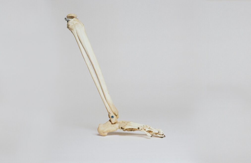 Human leg skeleton